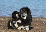 DOGUE DU TIBET 112